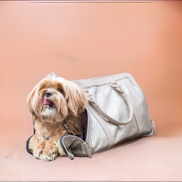 Incognito dog carrier best sale